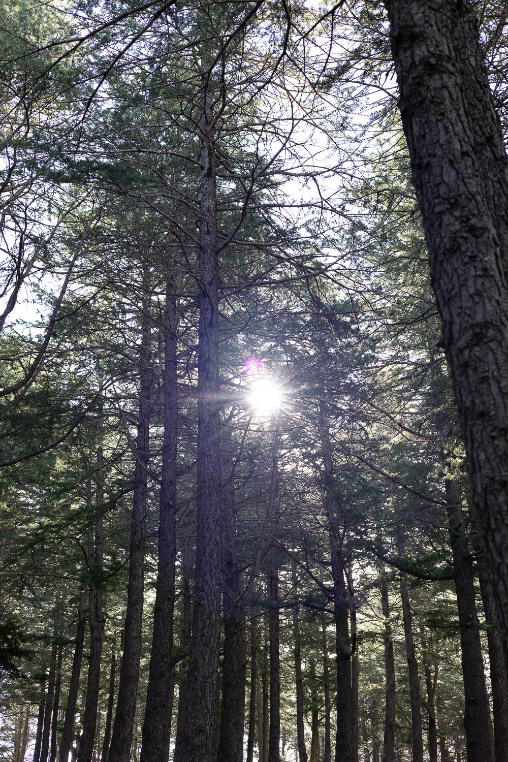 winter family portraits in tall tree forest